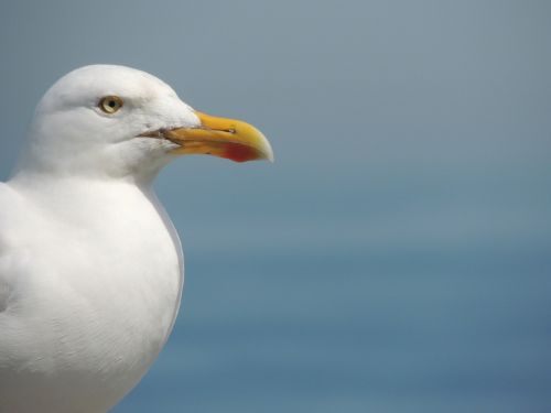 seagull bird water