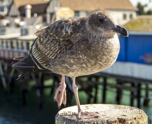 seagull bird beach