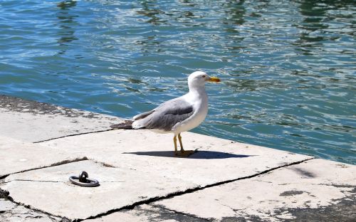 seagull sea water