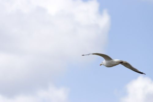 seagull sky clouds