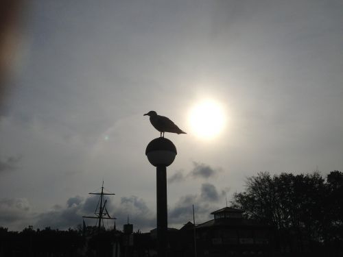 seagull back light baltic sea