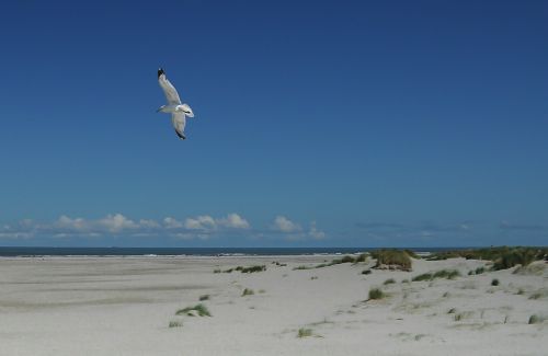 seagull beach sky