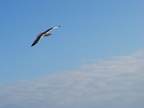 seagull fly ala