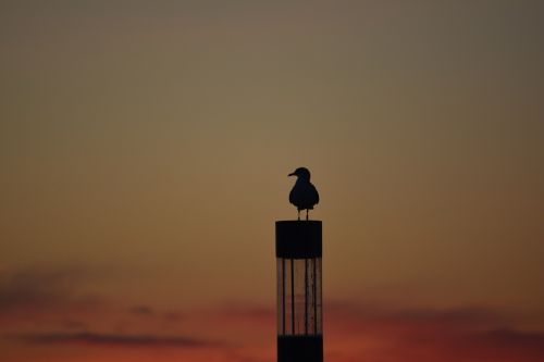 seagull sunset outline