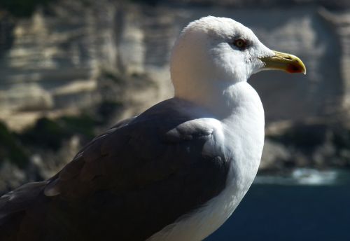 seagull nature bird