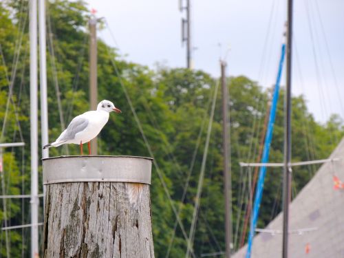 seagull bird lake constance