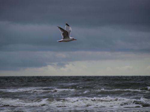 seagull sea wave