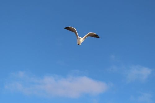 seagull flight wing beat