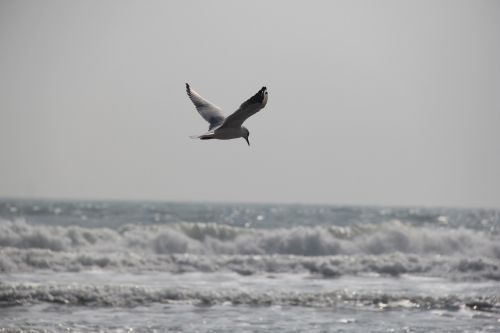 seagull the sea sky
