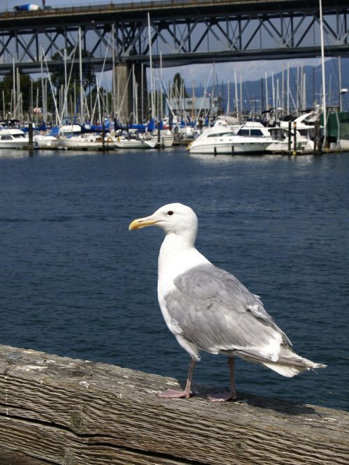 seagull bird wandering