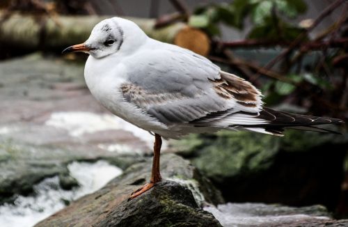 seagull bird animal