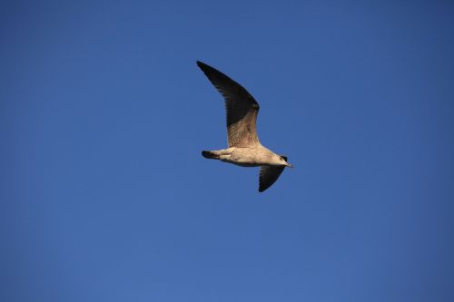 seagull bird blue sky