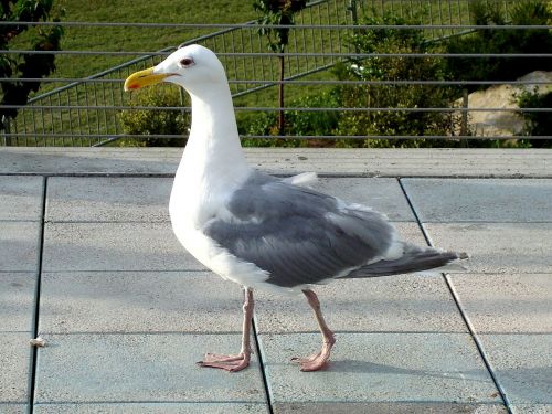 seagull bird walking