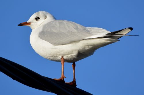 seagull animal bird