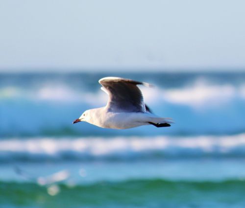 seagull flight beach