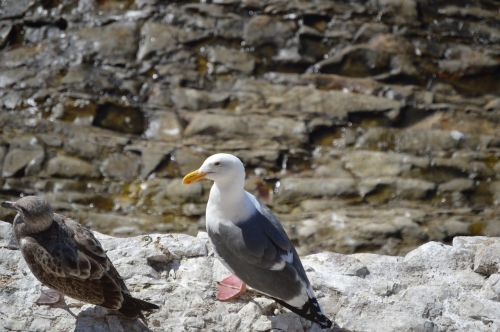 seagull rocks gull