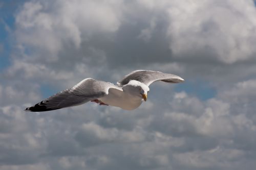 seagull flies bird