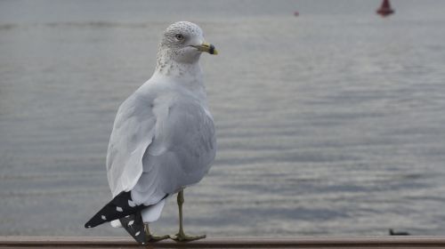 seagull bird water