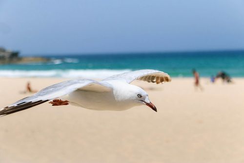 seagull birds natural life