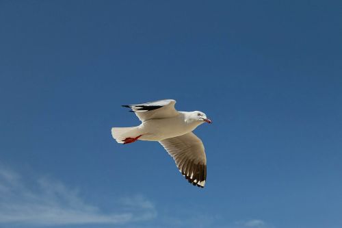 seagull flying birds sky