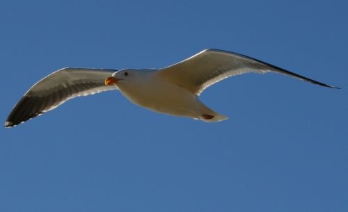 seagull flying gull