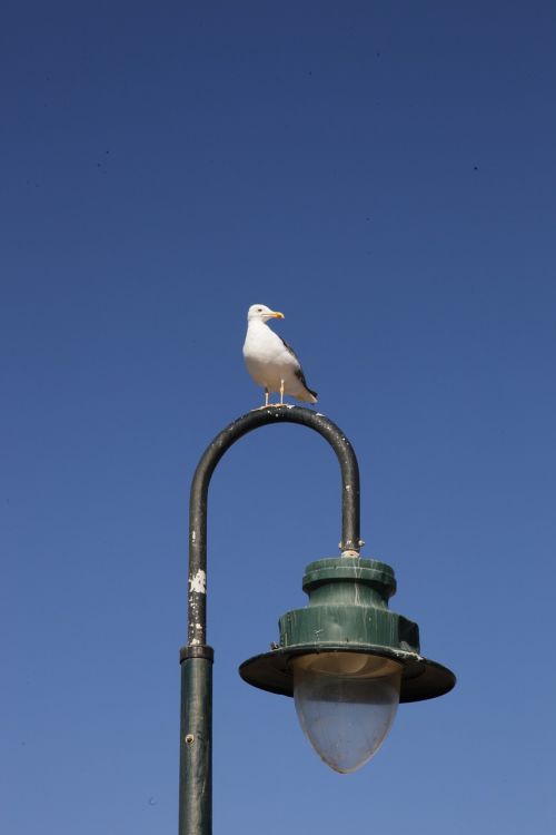 seagull street lamp cadiz