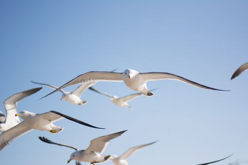 seagull bird sky