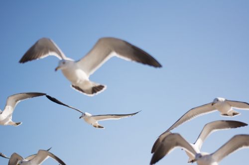 seagull bird sky