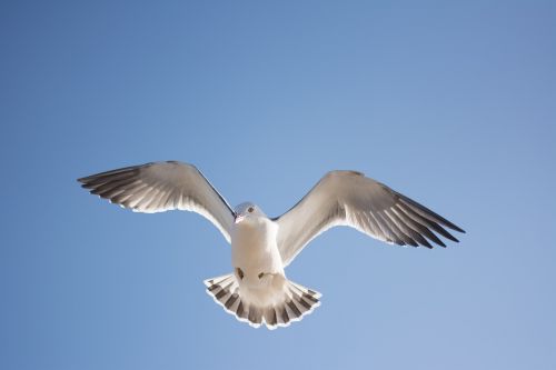 seagull bird sky