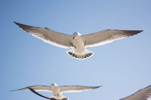 seagull bird sky