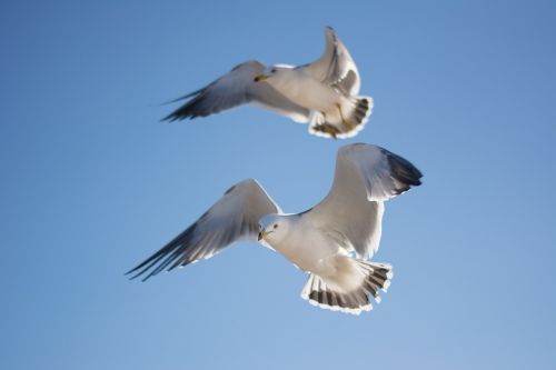 seagull bird sky