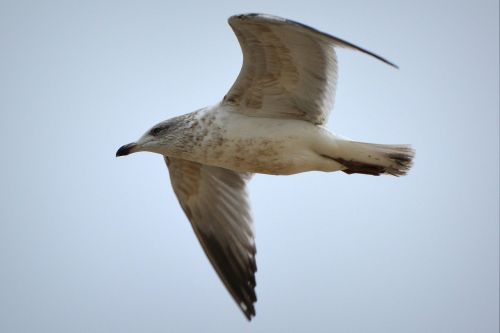 seagull bird fly