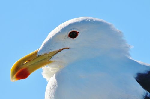 seagull animal portrait close