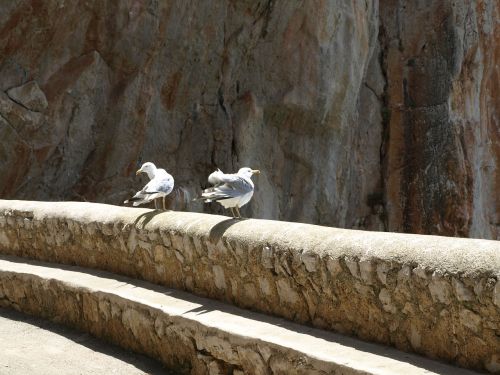 seagull rock bird