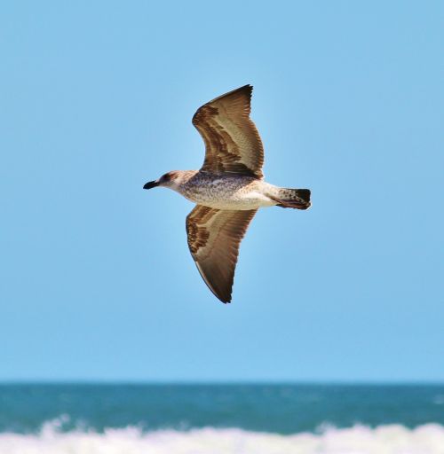 seagull flight fly