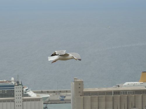 seagull sea flight