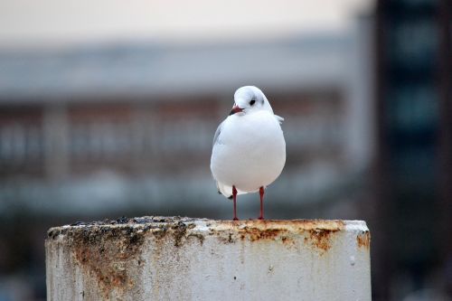 seagull port bird