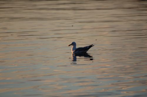 seagull bird birds