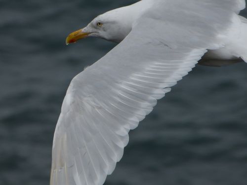 seagull bird flying