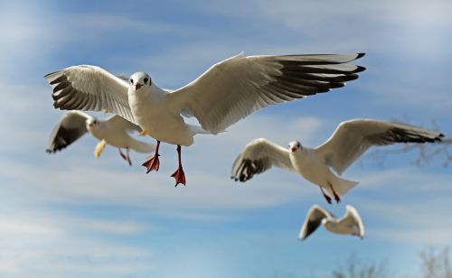 seagull bird animal