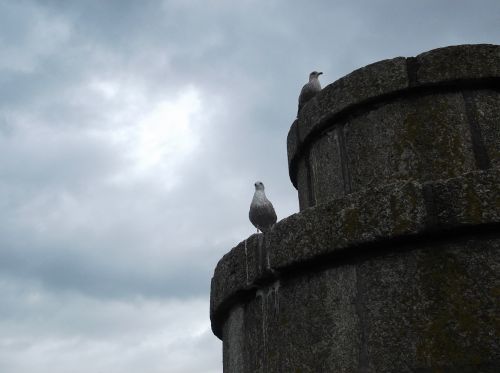 seagull tower clouds