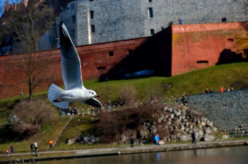 seagull bird wawel