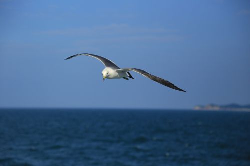 seagull nature animal