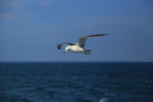 seagull nature animal