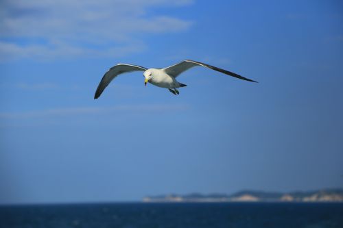 seagull nature animal