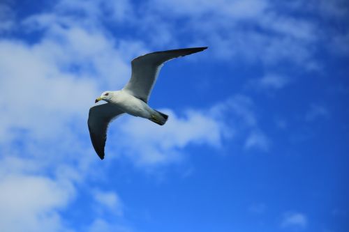 seagull nature animal