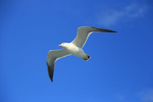 seagull nature animal