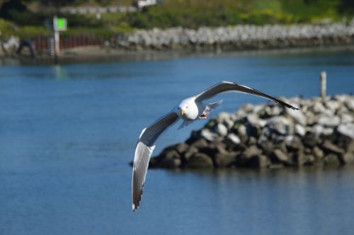 seagull flying gull