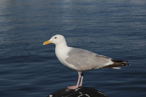 seagull sea holidays