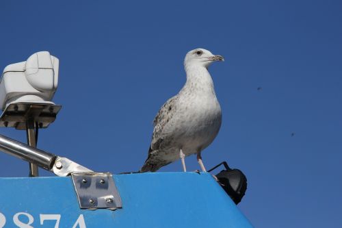 seagull holidays weather